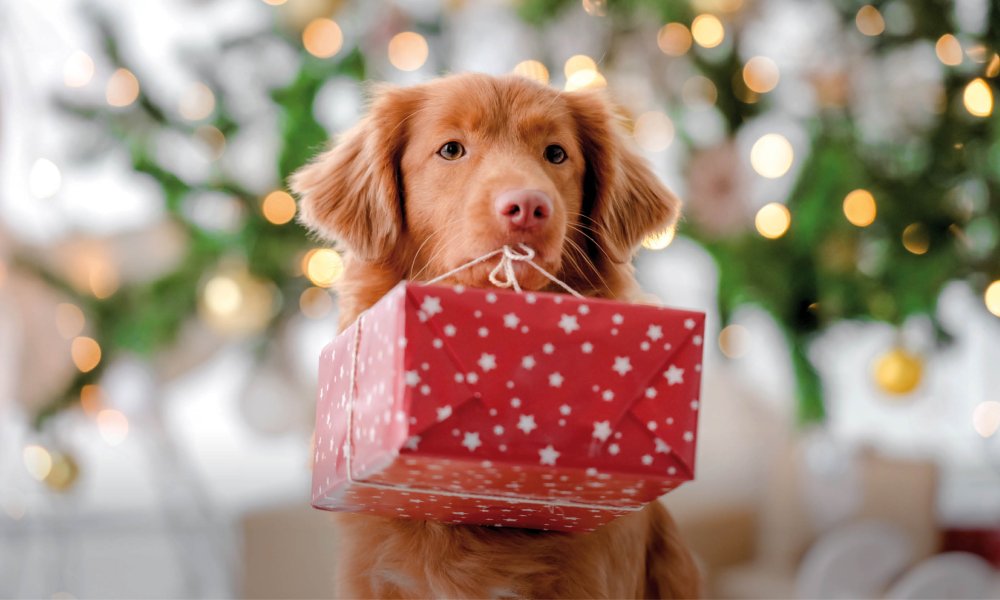 The best Christmas gifts for your dog of 2023