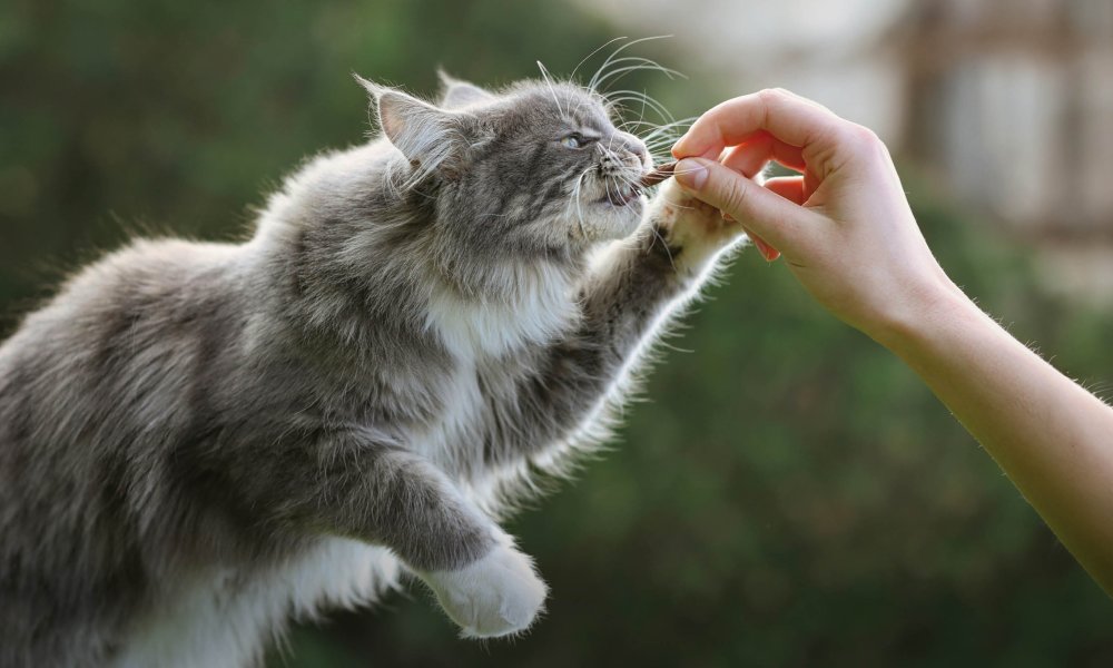 Voedzame vis voor katten