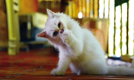 Vijf gezonde snacks voor je kitten