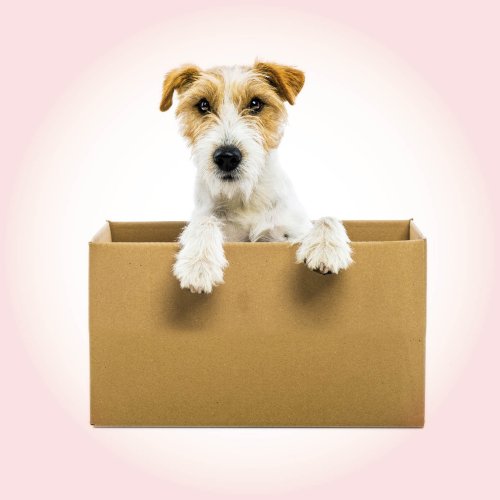 Laat de snacks naar je toe komen – shop online en laat ze bezorgen