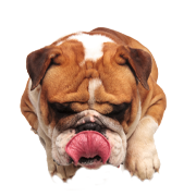 Natuurlijke en premium huisdiervoeding