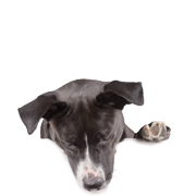 Supplementen voor honden