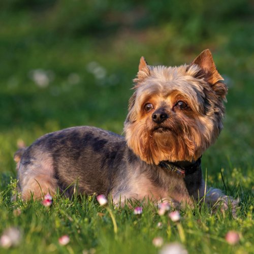 Extra kleine honden