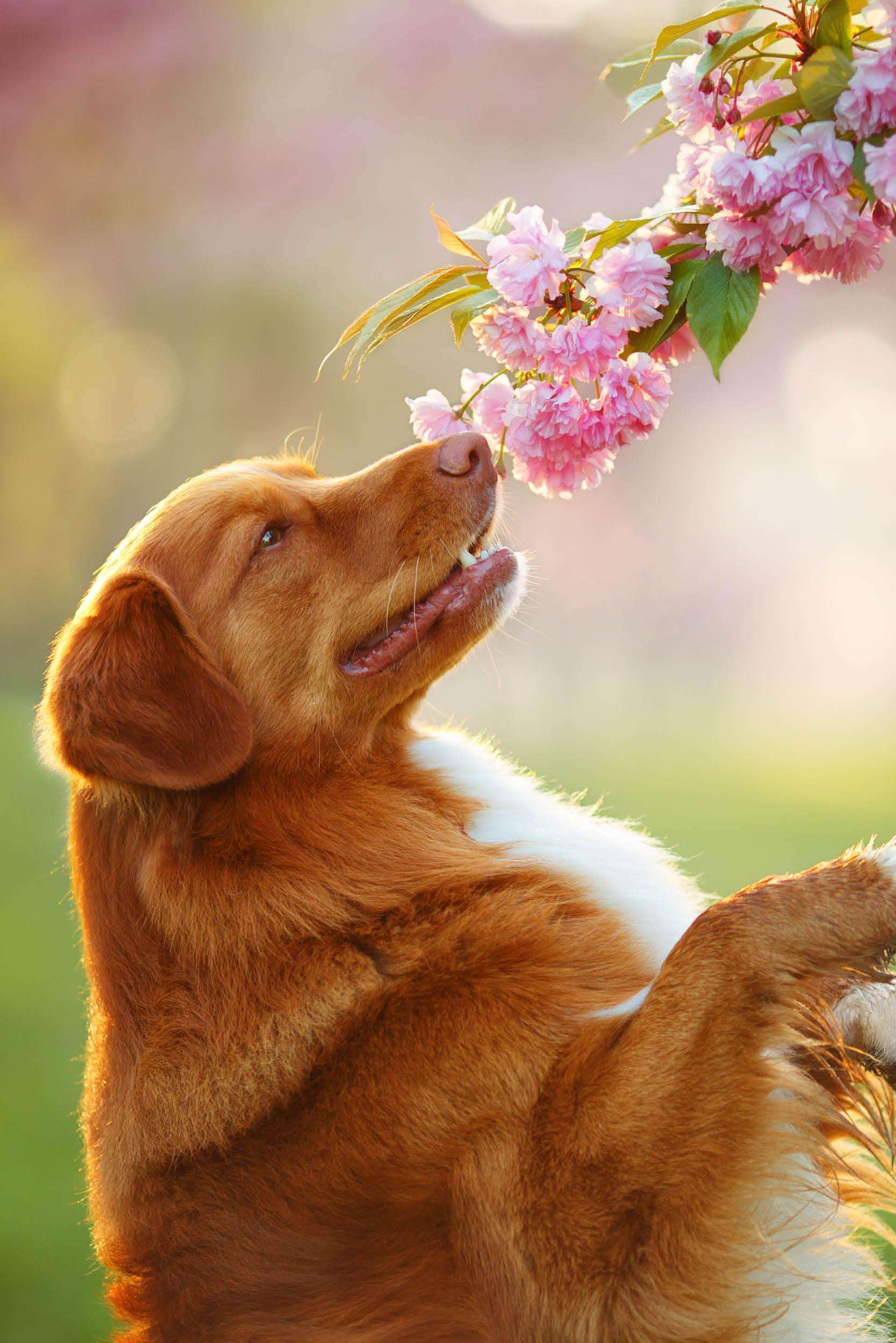 Heerlijke paassnacks voor honden