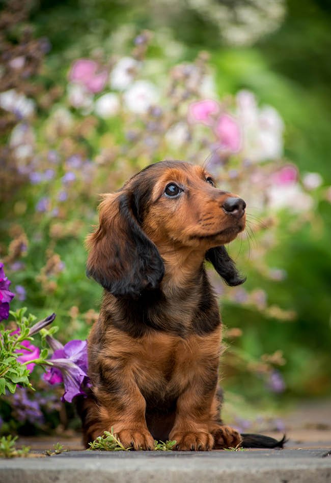 Verwelkom je nieuwe puppy