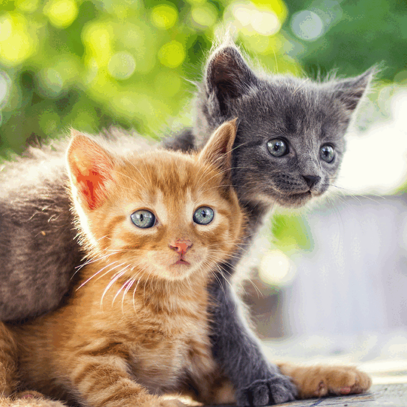 Kattensnacks voor elke kat en kitten
Miaow, lekkerrr!
